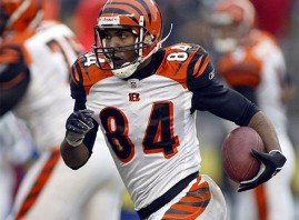bengals2 bengals2
