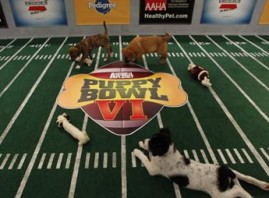 puppy-bowl-345kgs2210 puppy-bowl-345kgs2210